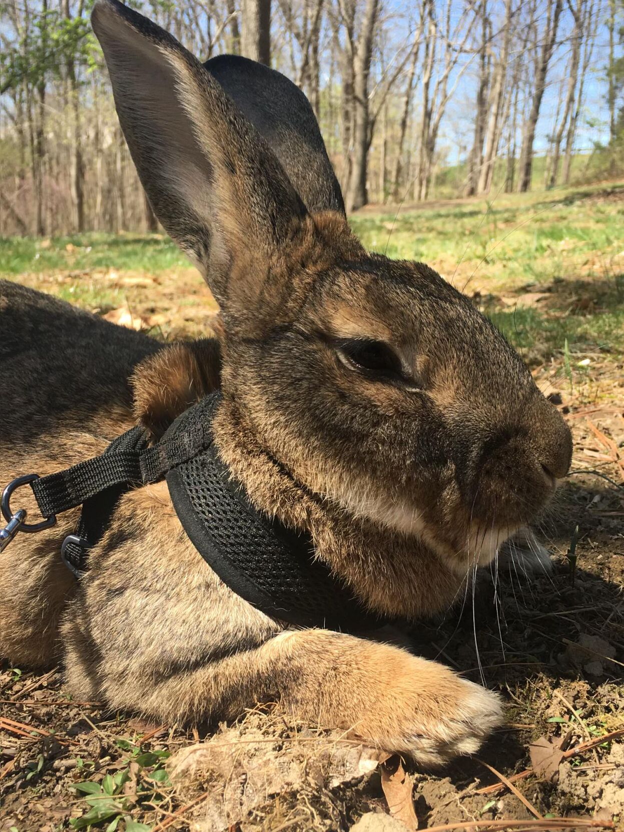 Barley the Bunny